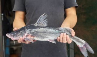 江团鱼是不是吃垃圾的 江团鱼吃垃圾吗