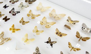 蝴蝶的寓意 蝴蝶的寓意是什么