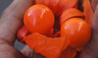 花姑娘是什么水果 花姑娘水果介绍