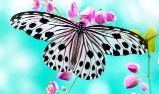 蝴蝶有几条腿 蝴蝶介绍