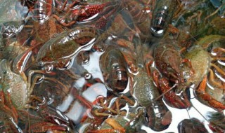 小龙虾怎么清洗干净不破皮 小龙虾如何清洗干净不破皮