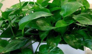 家里养绿萝的禁忌是什么 家里养绿萝有什么禁忌