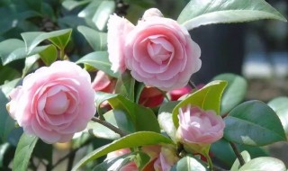 山茶花养几年才开花 山茶花开花时间