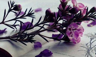 春城无处不飞花的飞什么意思 春城无处不飞花的飞解释