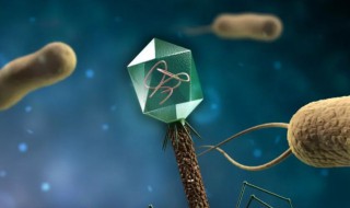 噬菌体是什么生物 噬菌体是何生物