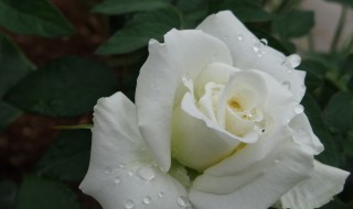 白色玫瑰花代表什么意思 白色玫瑰花的含义
