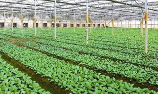 什么是一产农业二产农业三产农业 一二三产农业简介