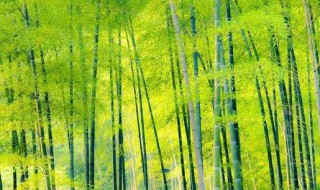 竹子为什么是空心的 竹子成为空心的原因