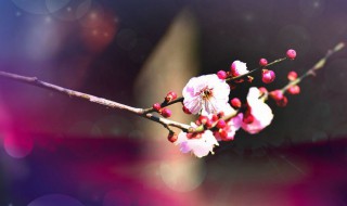 来日绮窗前寒梅著花未的意思 来日绮窗前寒梅著花未意思介绍