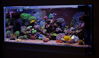 水族箱水垢怎样清理 如何清理水族箱水垢