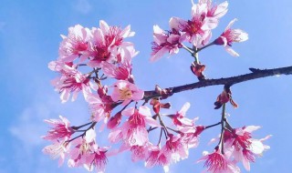 小阳春是什么意思 小阳春的含义