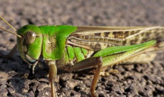 蚂蚱为什么跳得那么高 蚂蚱跳得那么高的原因