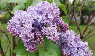 丁香花在什么季节开放 丁香花在什么时候开放