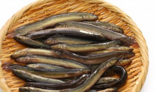 泥鳅属于什么类动物 泥鳅属于哪类动物