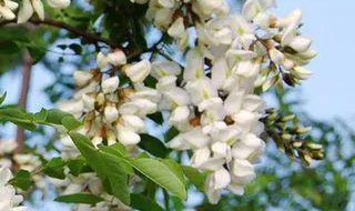 槐花近看像什么远看像什么 槐花近看远看各像什么