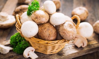 口蘑为什么叫口蘑 口蘑名字的由来