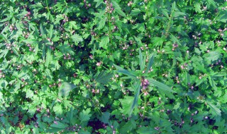 益母草什么时候种最好 益母草种植时间介绍