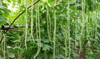 长豆角吃了有什么好处 长豆角的功效