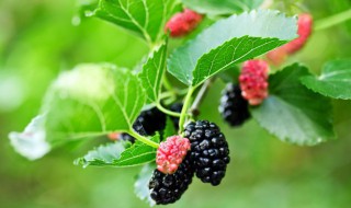 桑葚泡酒要怎样洗用什么洗 桑葚泡酒前怎么洗