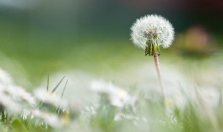 蒲公英泡水喝可以丰胸吗 蒲公英泡水喝能丰胸吗