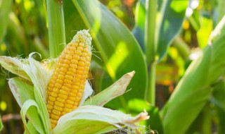 玉米须和什么泡水比较好 玉米须泡水和什么比较好