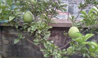 柚子怎么种植方法如下 柚子的种植方法