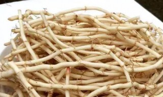 鱼腥草为什么被禁用 鱼腥草被禁用的原因