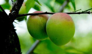 吃梅子的好处和坏处 吃梅子的优点和缺点