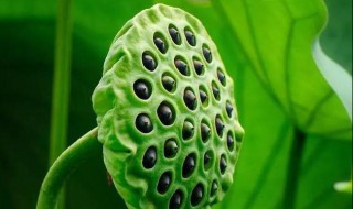 莲子有心好还是无心好 什么样的莲子好