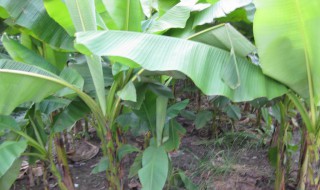 有点像芭蕉叶的是什么植物 有点像芭蕉叶的植物是什么植物
