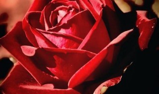 8朵玫瑰花代表什么意思 8朵玫瑰花有哪些寓意