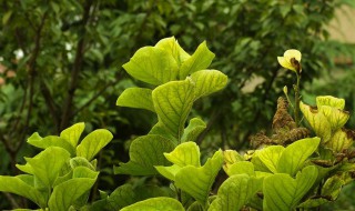 怎样种花草 需要注意这几点