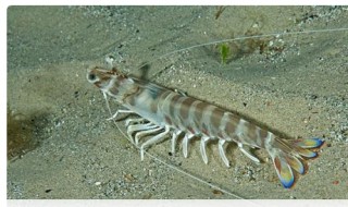 基围虾怎么养殖 基围虾如何养殖