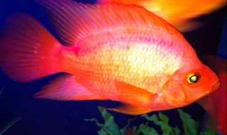 血鹦鹉鱼该怎么养 如何能把鹦鹉鱼养红