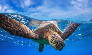 濒危动物有海龟吗 海龟属于濒危动物吗