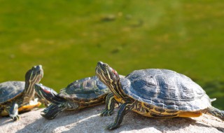 乌龟咬到手怎么办 被乌龟咬住了手指怎么办