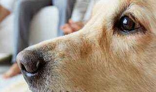 为什么狗喜欢趴在主人身边 到底是有些什么原因呢