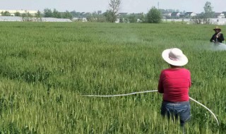 小麦除草剂什么温度适合 可以选哪种农药