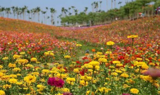 11月南宁周边有花海吗 南宁看花的好去处
