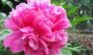 冬天牡丹的修剪 需要注意什么