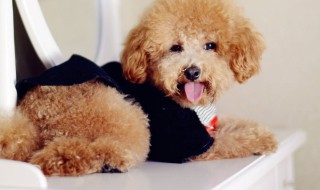 泰迪狗多大开始训练 泰迪狗开始训练岁数