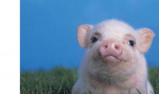 怎样养小猪 如何养小猪