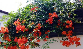 凌霄几月开花 凌霄的介绍