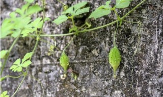 大顶苦瓜种植技术 大顶苦瓜如何种植