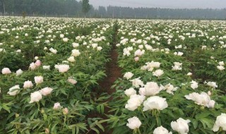 牡丹如何种植 牡丹怎么种植