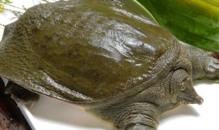 猪肝钓甲鱼技巧 怎么用猪肝钓甲鱼