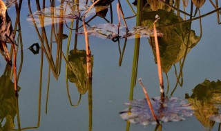 残荷拍摄六大技巧 残荷拍摄有哪六个技巧