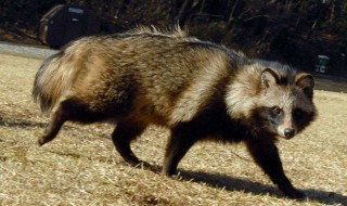 貉子怎么读 貉子简介