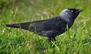寒鸦介绍 寒鸦的简介