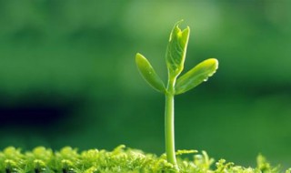 描写春天景色的句子 春回大地